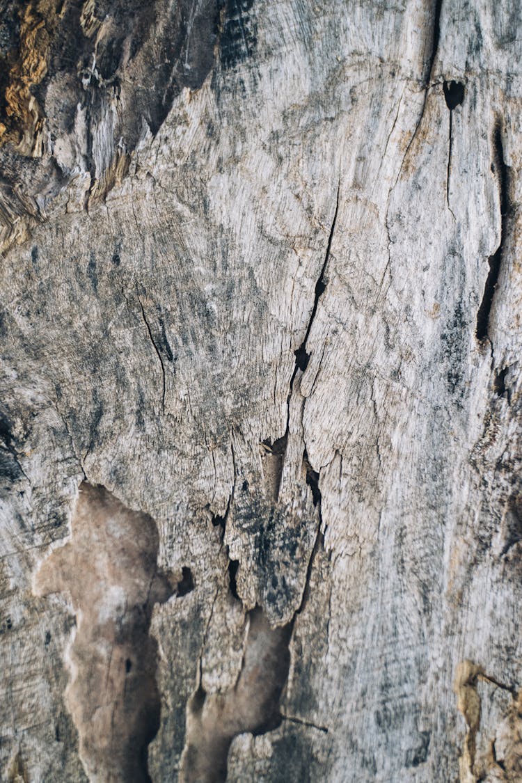 Dry Tree Trunk With Dry Cracked Bark