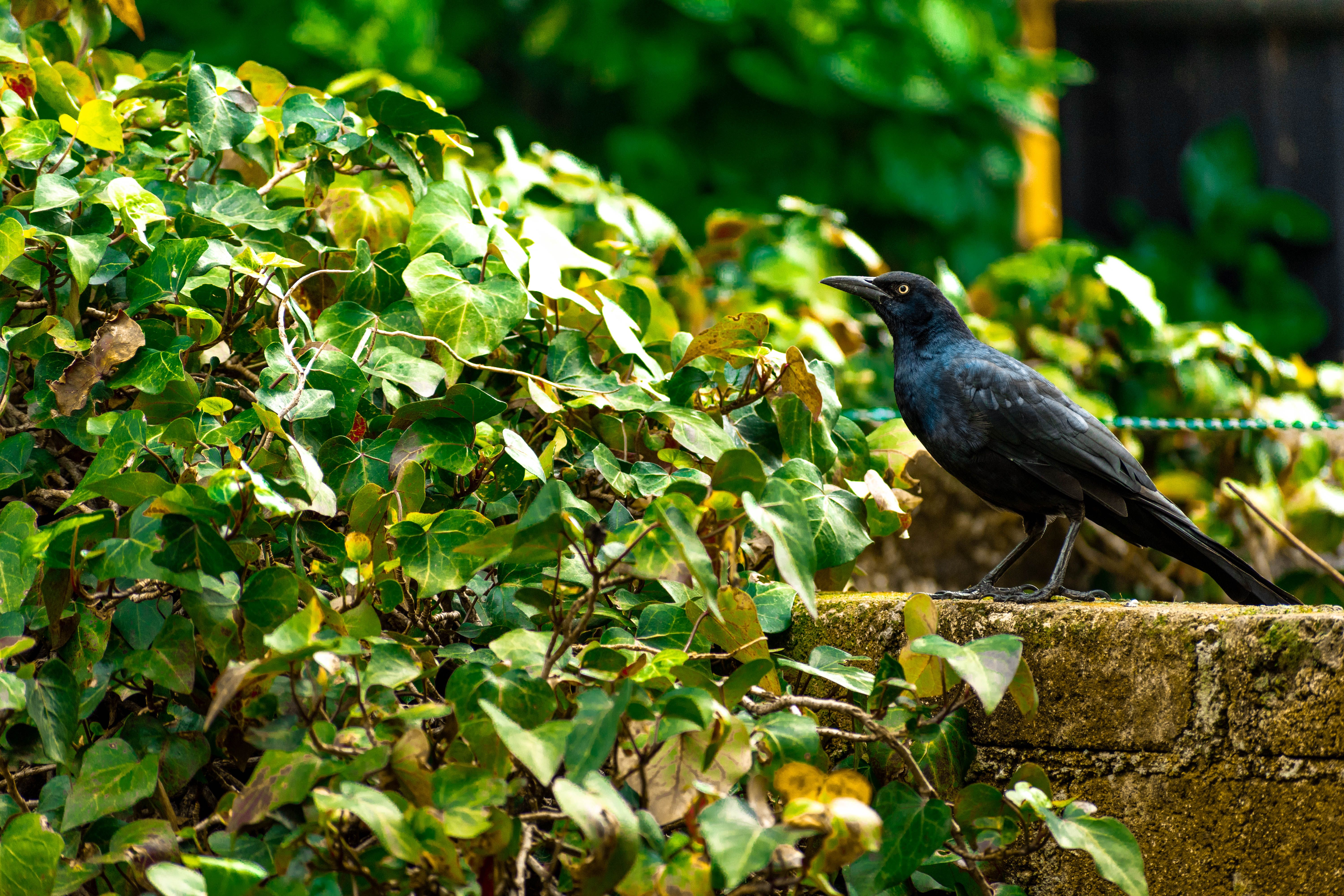 How do you control invasive birds? - The Institute for Environmental ...