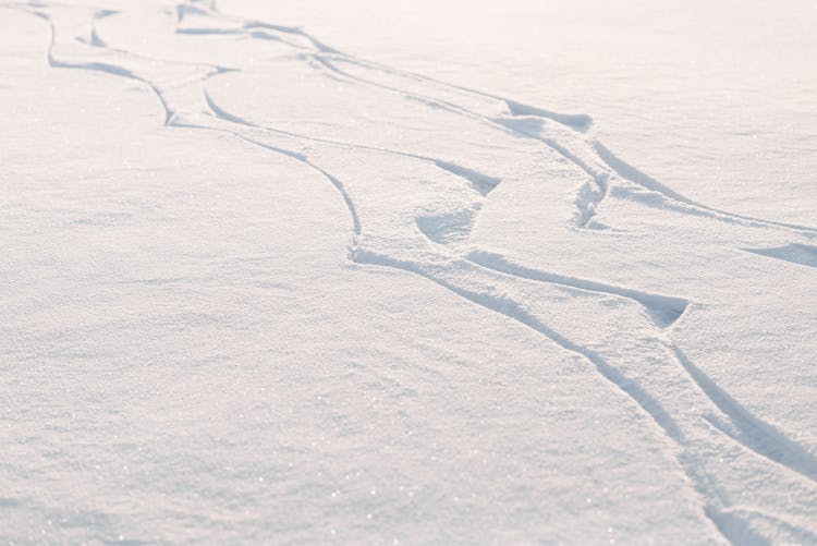 Tracks On Snow