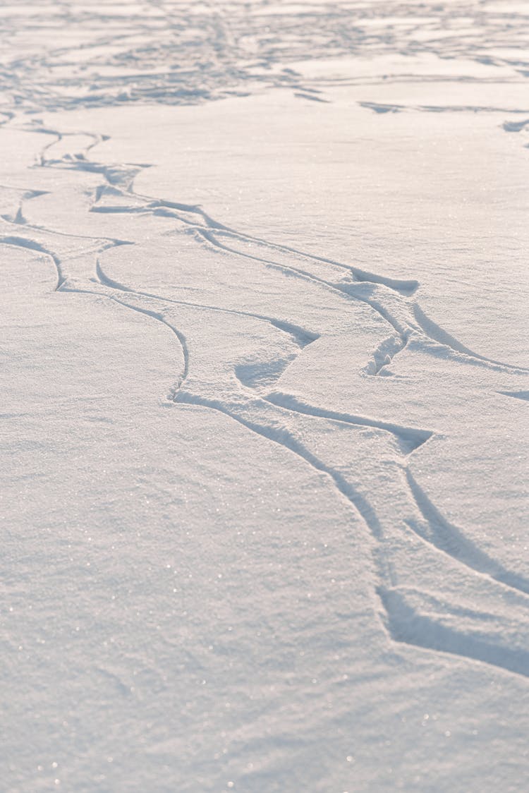 Ski Tracks On Snow