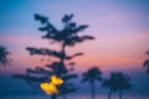 Blurred Photo of Trees during Sunset