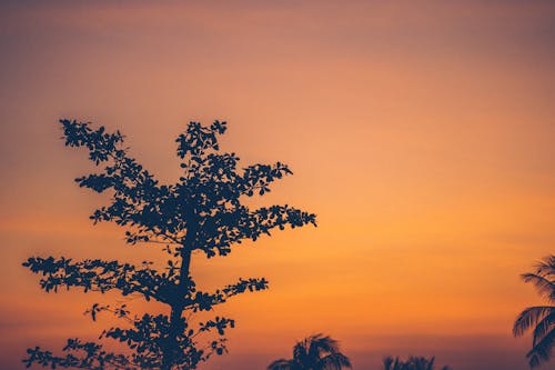Silhouette of a Tree during Sunset