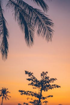 Silhouetted palm trees against a dramatic and colorful sunset sky.
