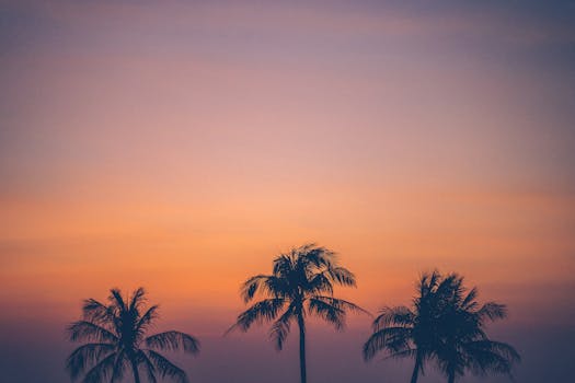 Beautiful silhouettes of palm trees against a vibrant sunset sky.