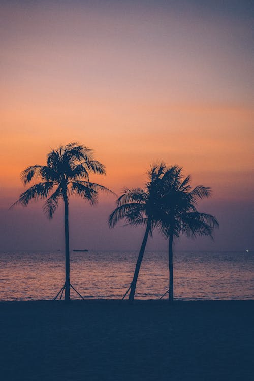 Základová fotografie zdarma na téma dramatická obloha, moře, palmy