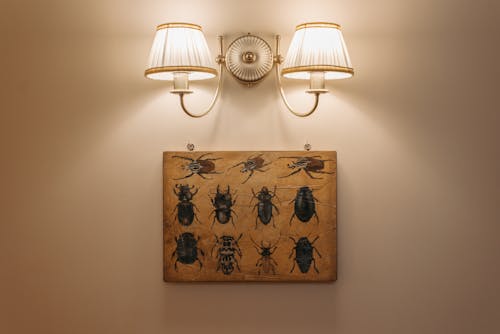 Безкоштовне стокове фото на тему «декорація, комахи, лампа»