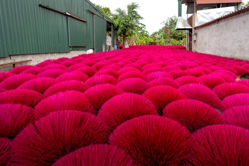 Rows of bright incense sticks in daytime