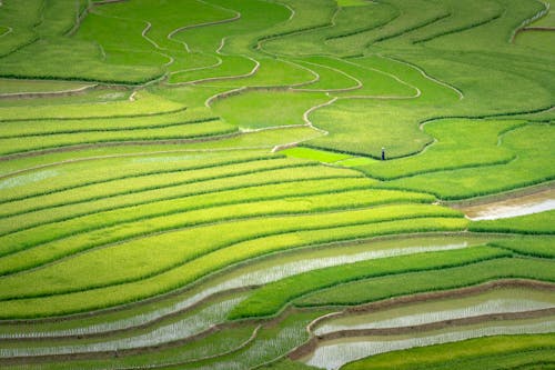 Rice plantations placed in countryside in daytime