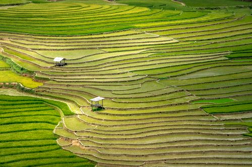 Free Drone view of green agricultural rice fields with shelters in countryside in daytime Stock Photo