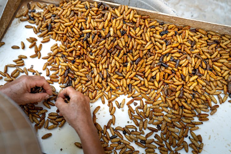 Crop Person With Silk Moth Pupae