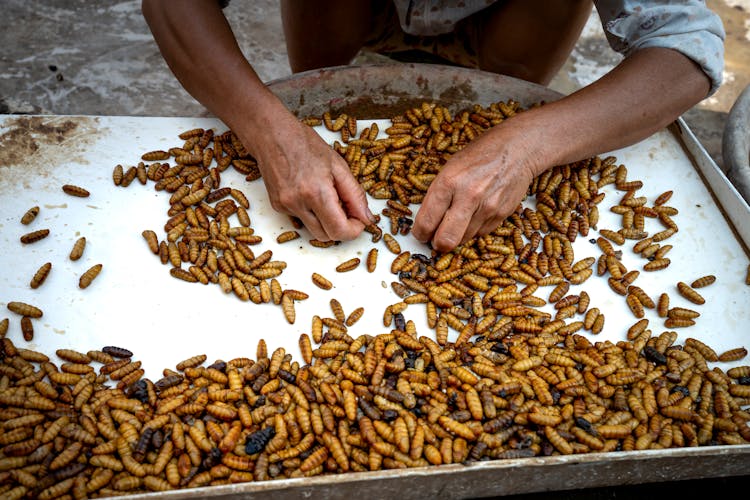 Crop Worker With Silk Moth Pupae