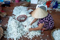 From above of full body of anonymous female artisan in conical Asian straw hat sorting pile of white cocoons of silkworms for weaving while working