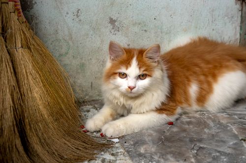 Free Focused cute fluffy ginger and white house cat relaxing and lying near short brush of bound straw on dusty floor Stock Photo