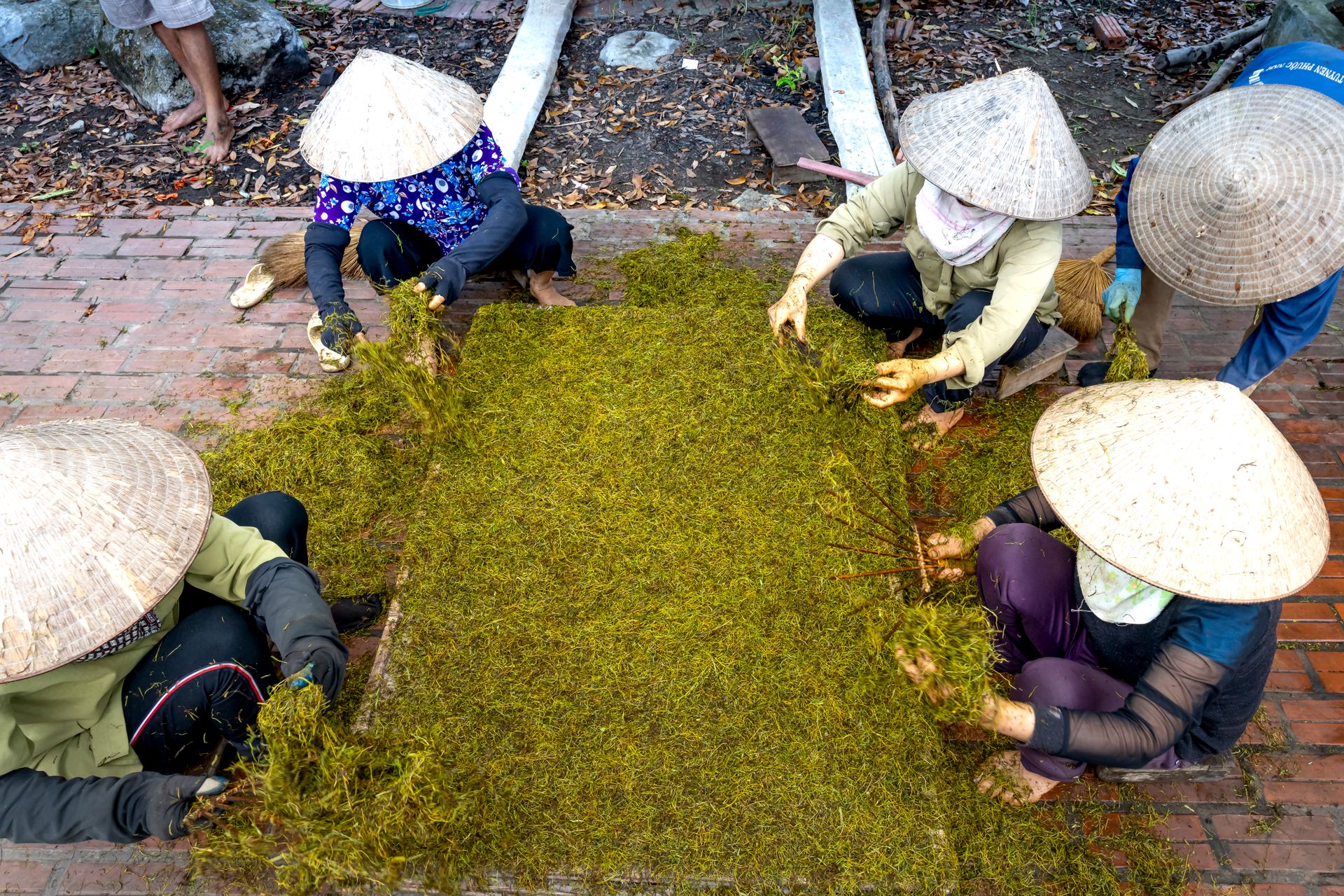 Aerial view of Asian workers wearing hats while processing harvested plants outdoors.