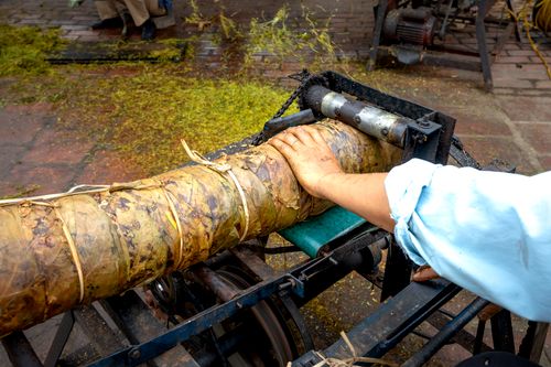 Free Crop anonymous male worker with rolled green tea in professional metal industrial press machine working in countryside during harvest season Stock Photo