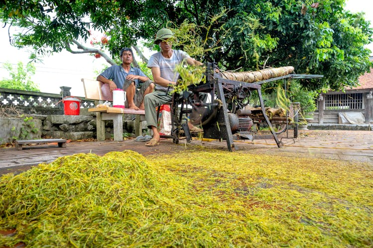 Men Processing Tea With Press Machine