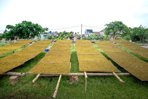 Abundance of green tea drying on field near settlement with residential houses and trees in rural area on summer day