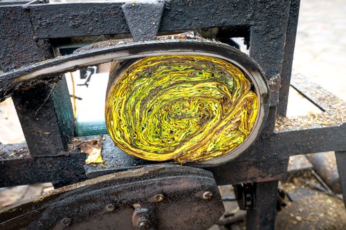 Free Rolled dried green tea in industrial metal press machine placed on farmland in rural area during harvesting season in countryside Stock Photo