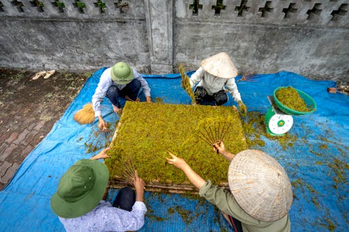 Free From above of anonymous local group of workers in hats sitting near dried green tea with special tools while working in countryside Stock Photo