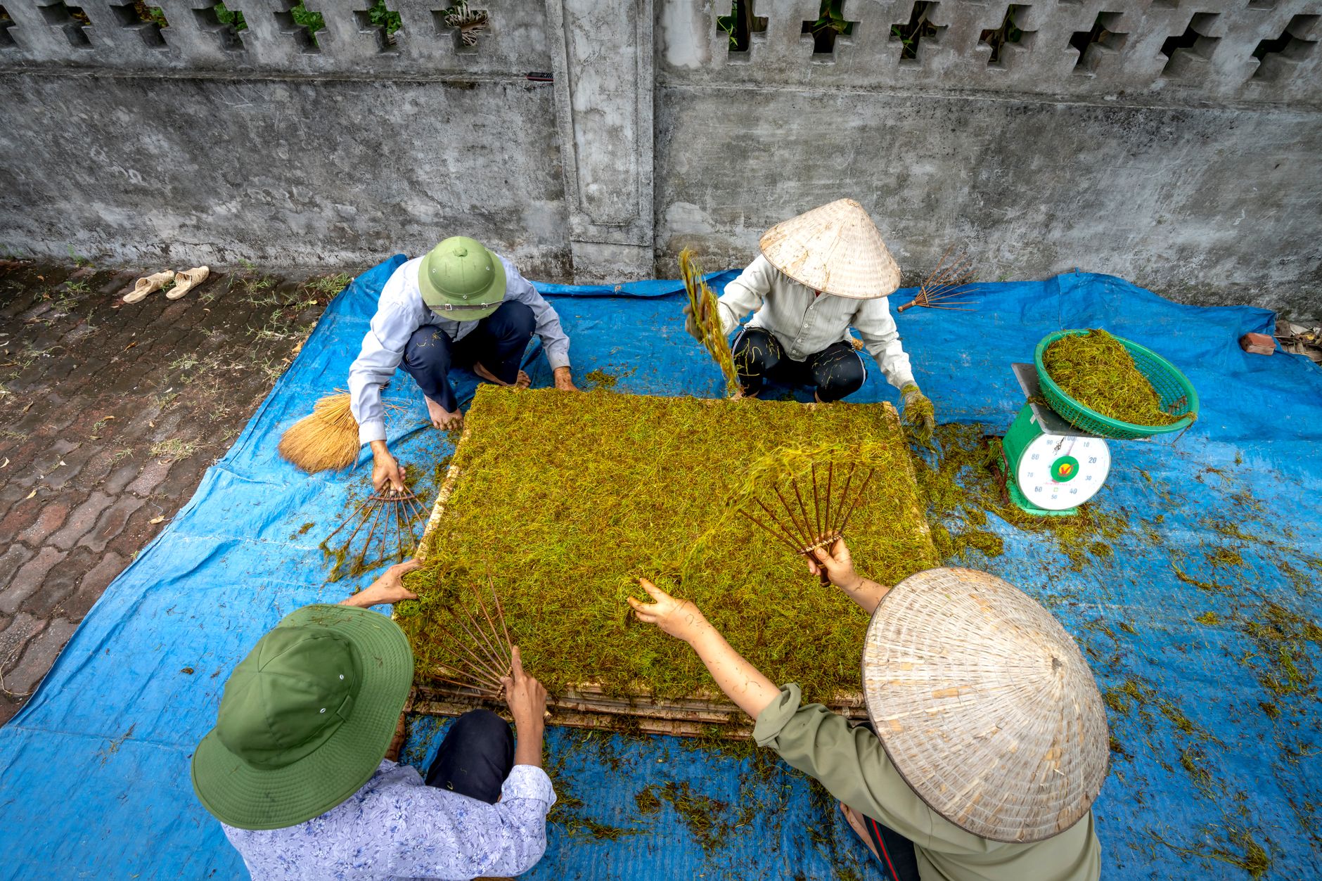 From above of anonymous local group of workers in hats sitting near dried green tea with special tools while working in