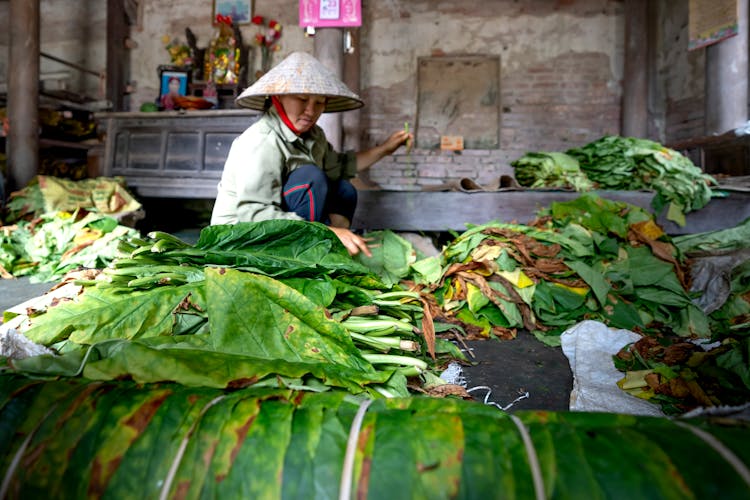 Asian Woman Sorting Green Leaves Of Tobacco