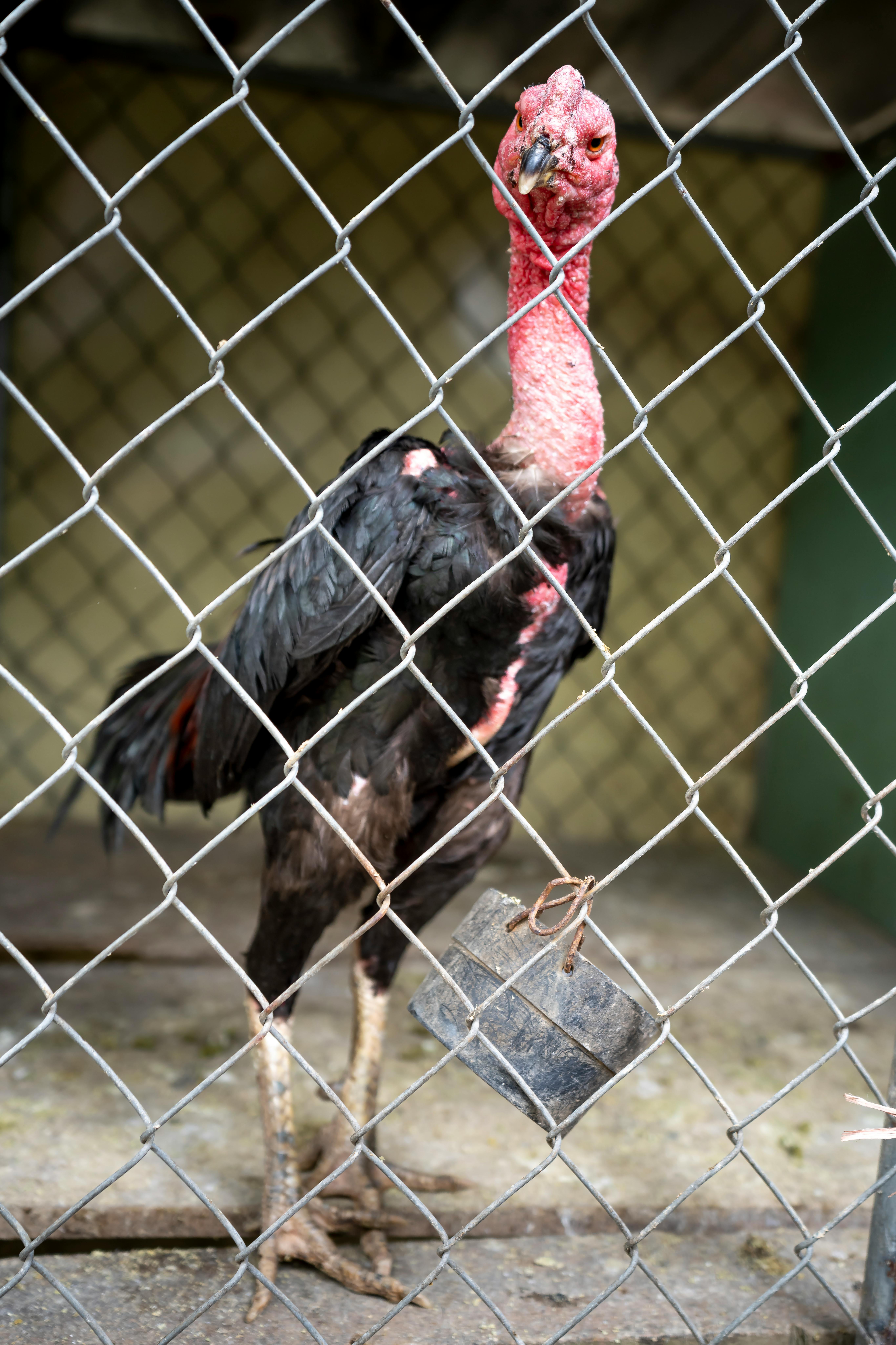 What age does turkey neck start?