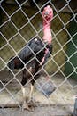Turkey with black feathers behind metal lattice
