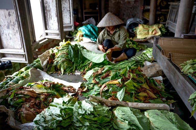 Asian Woman In Conical Hat Cutting Tobacco Leaves