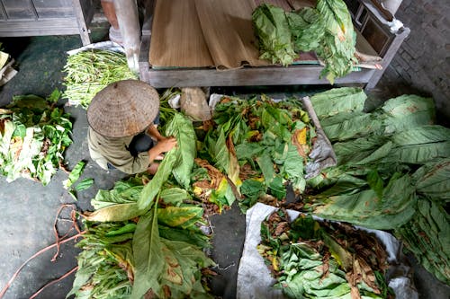 Ảnh lưu trữ miễn phí về ánh sáng ban ngày, ban ngày, cày cấy