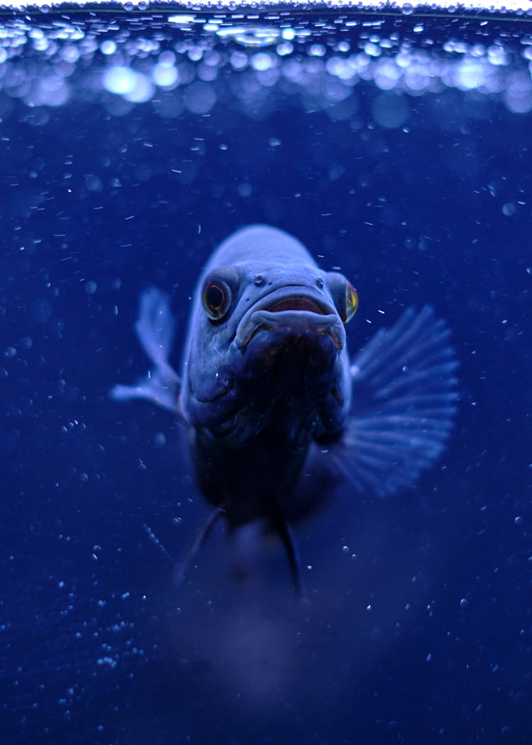 An Oscar Fish Swimming Underwater