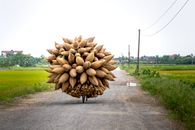 Bicycle with pile of handmade bamboo fish traps riding on asphalt road among green fields in countryside in daytime