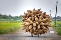 Back view of unrecognizable person with bicycle and huge bunch of traditional bamboo fish traps walking on road in green valley