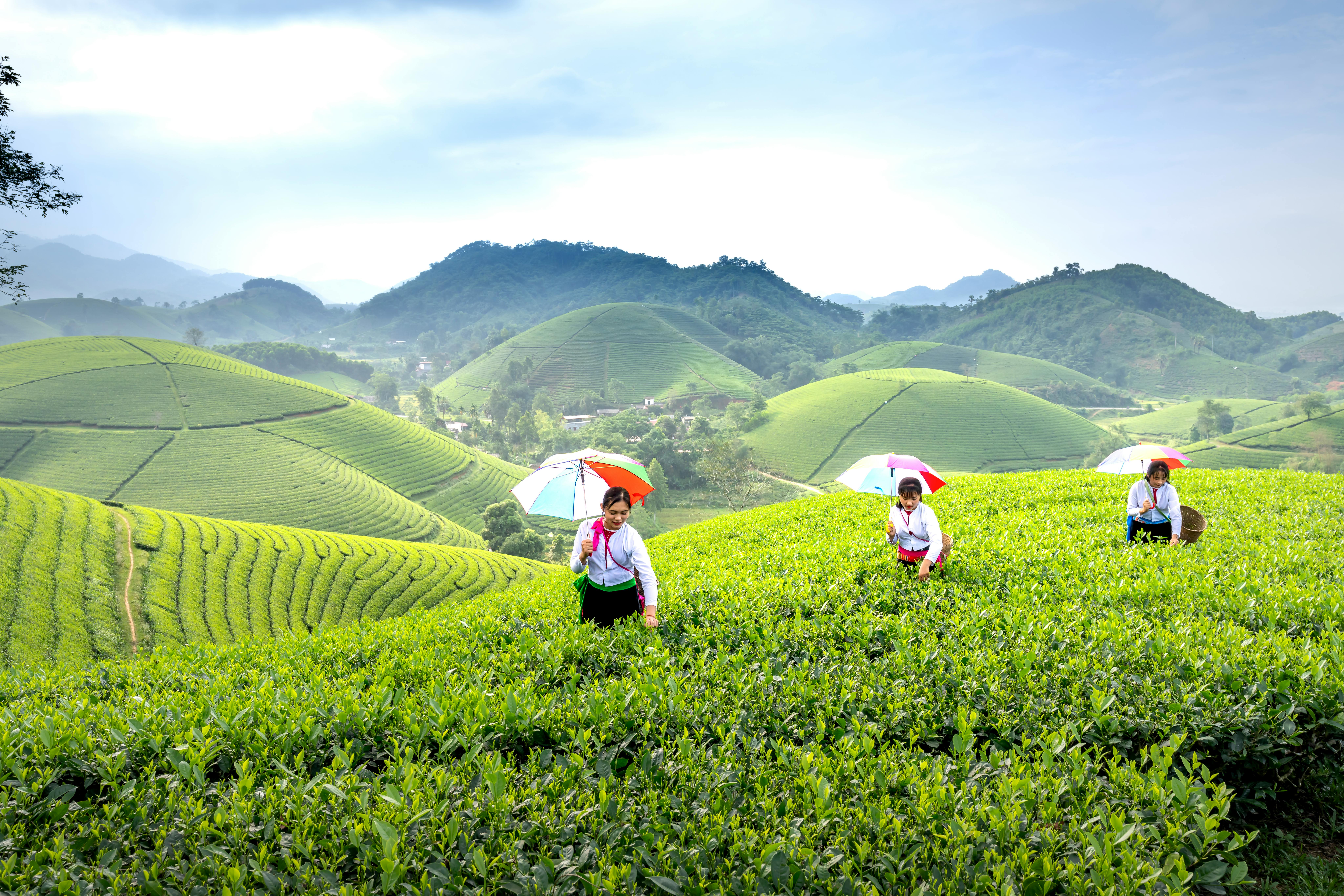 Risks and Populations to Avoid Green Tea Consumption
