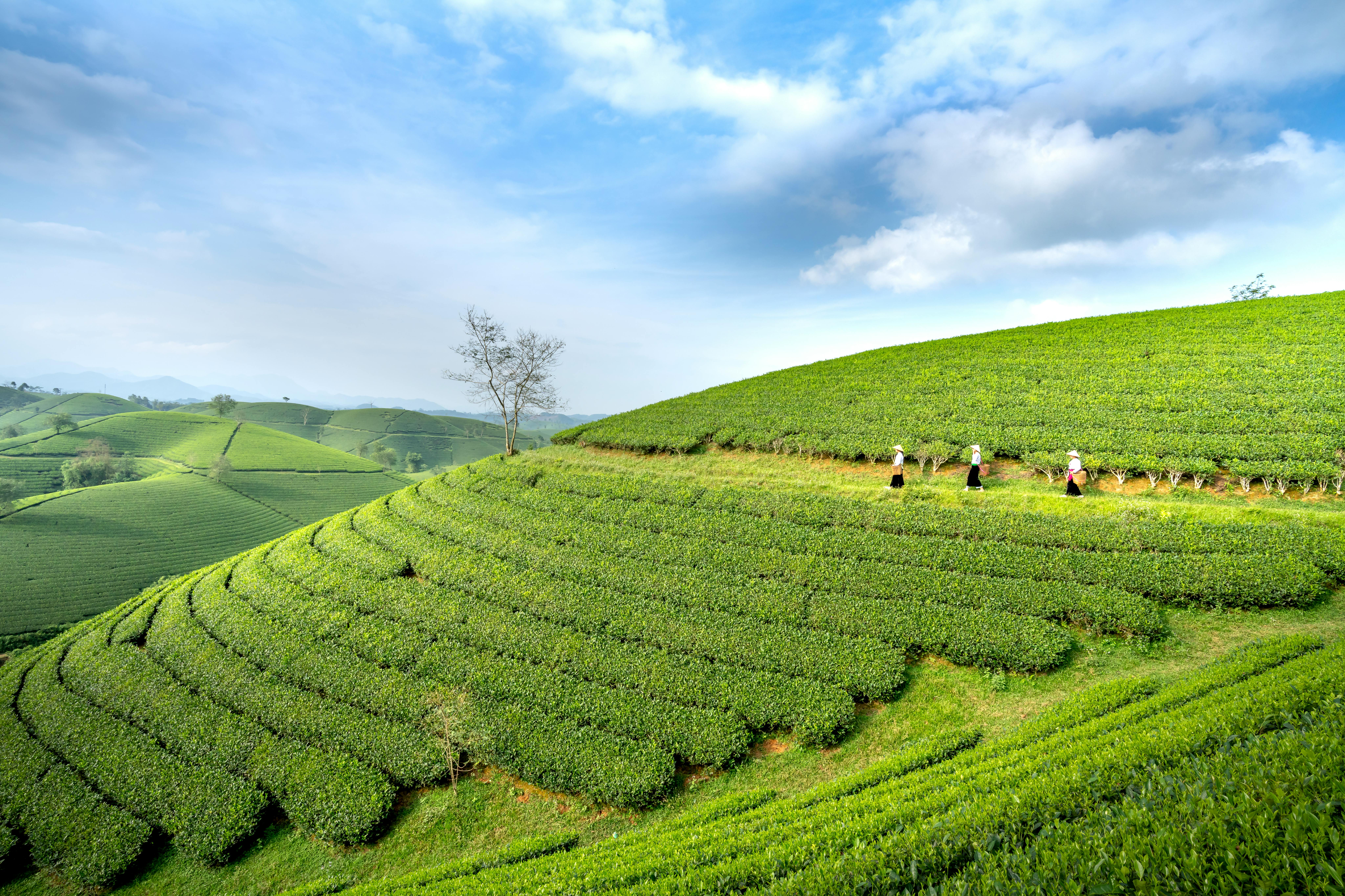 Lush green plantations on hills &middot; Free Stock Photo