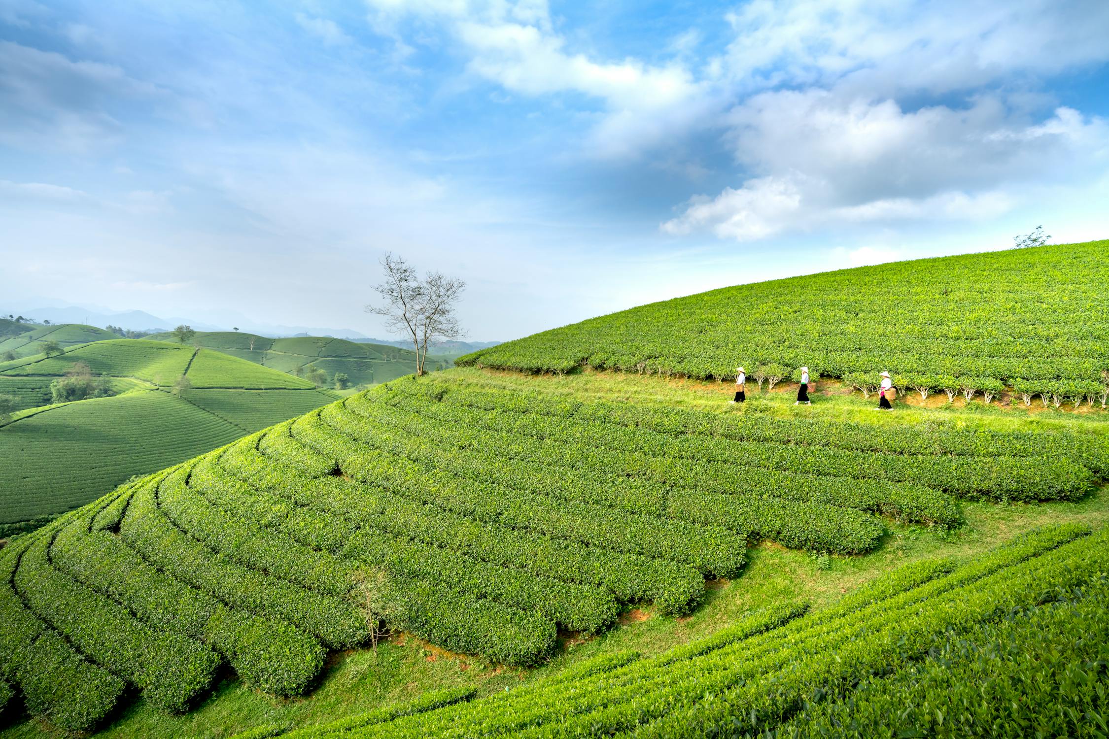 Lush green plantations on hills · Free Stock Photo