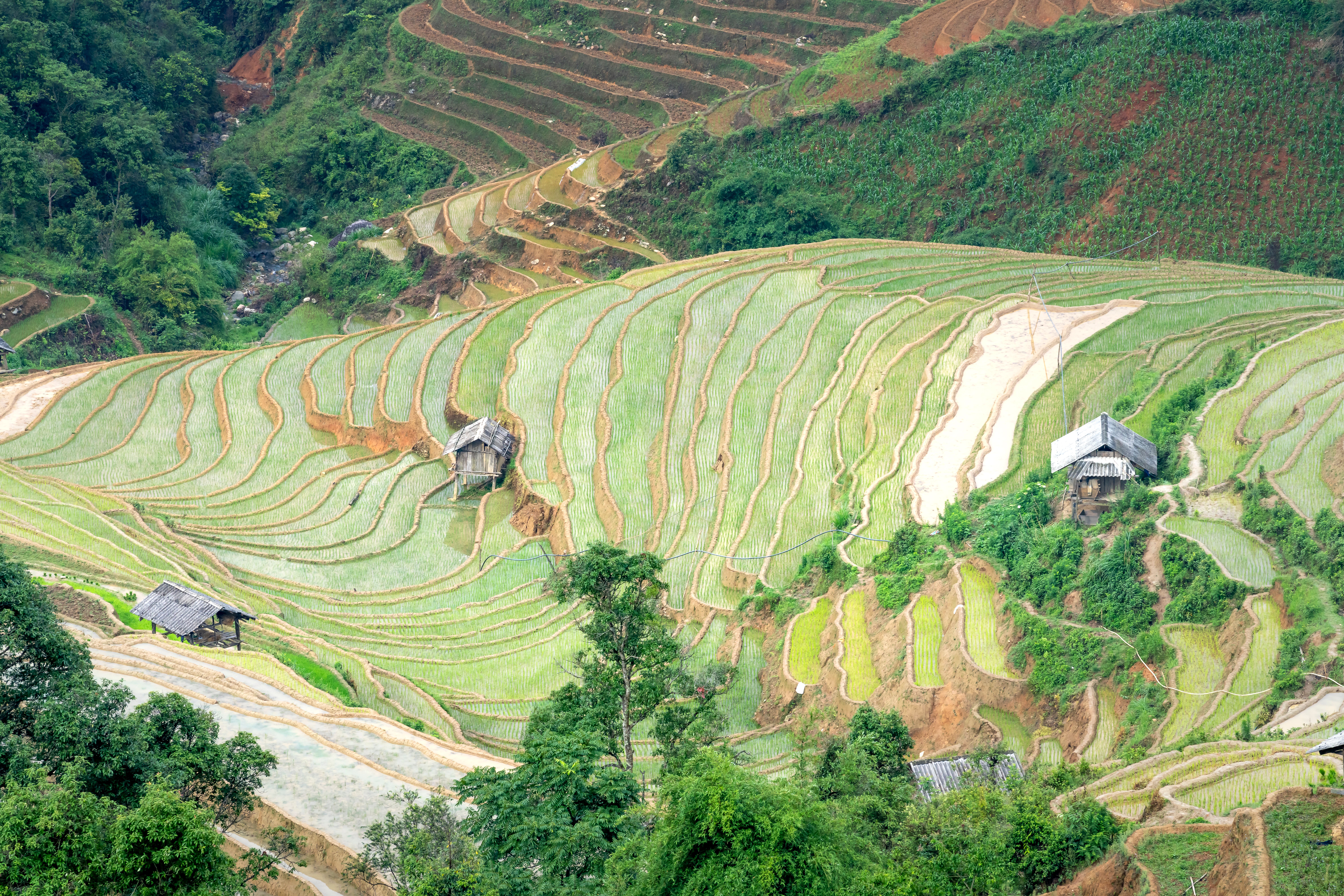 An Aerial Shot of Rice Terraces · Free Stock Photo