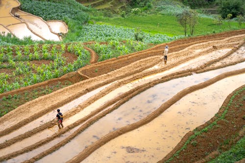 Unrecognizable farmers walking along rice plantation