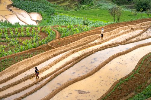 Free From above of distant unrecognizable farmers walking along terraced rice plantation on hilly terrain near green fields on summer day Stock Photo