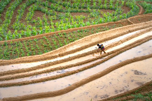 Free From above of distant unrecognizable male farmer working on plantation near fields on summer day Stock Photo