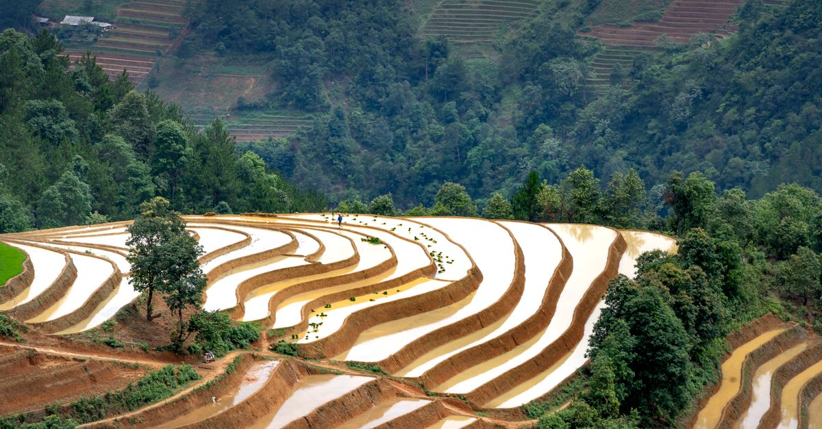 Rice Plantation On Hill Near Trees Free Stock Photo rice-plantation-on-hill-near-trees-free-stock-photo