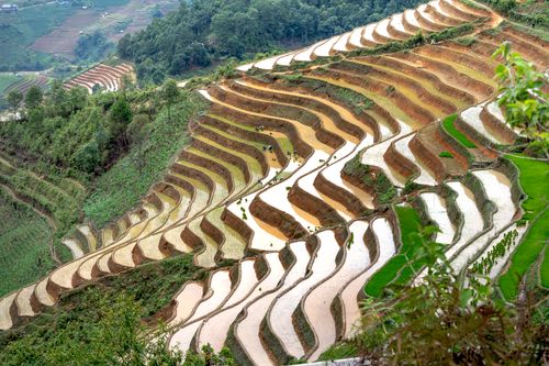 Free From above of agricultural rice plantations on slope of hill with trees in countryside on summer day Stock Photo