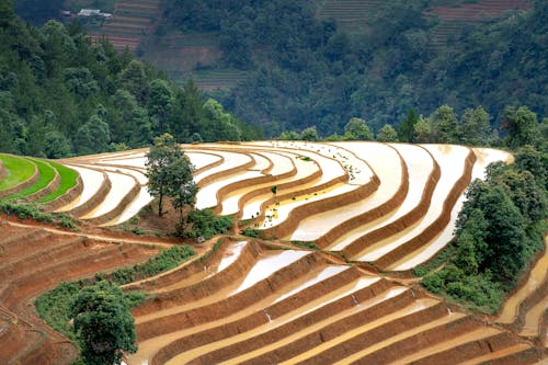 From above of agricultural plantations with rice plantation and trees growing in countryside in summer