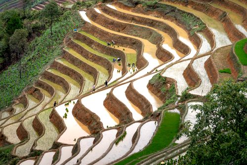 Free From above of unrecognizable people working on rice plantation placed on slope of hill with trees in summer Stock Photo