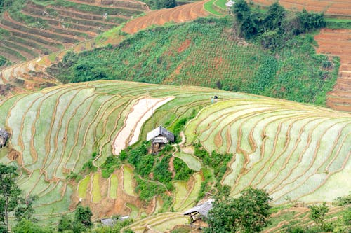 Immagine gratuita di agricolo, azienda agricola, campagna