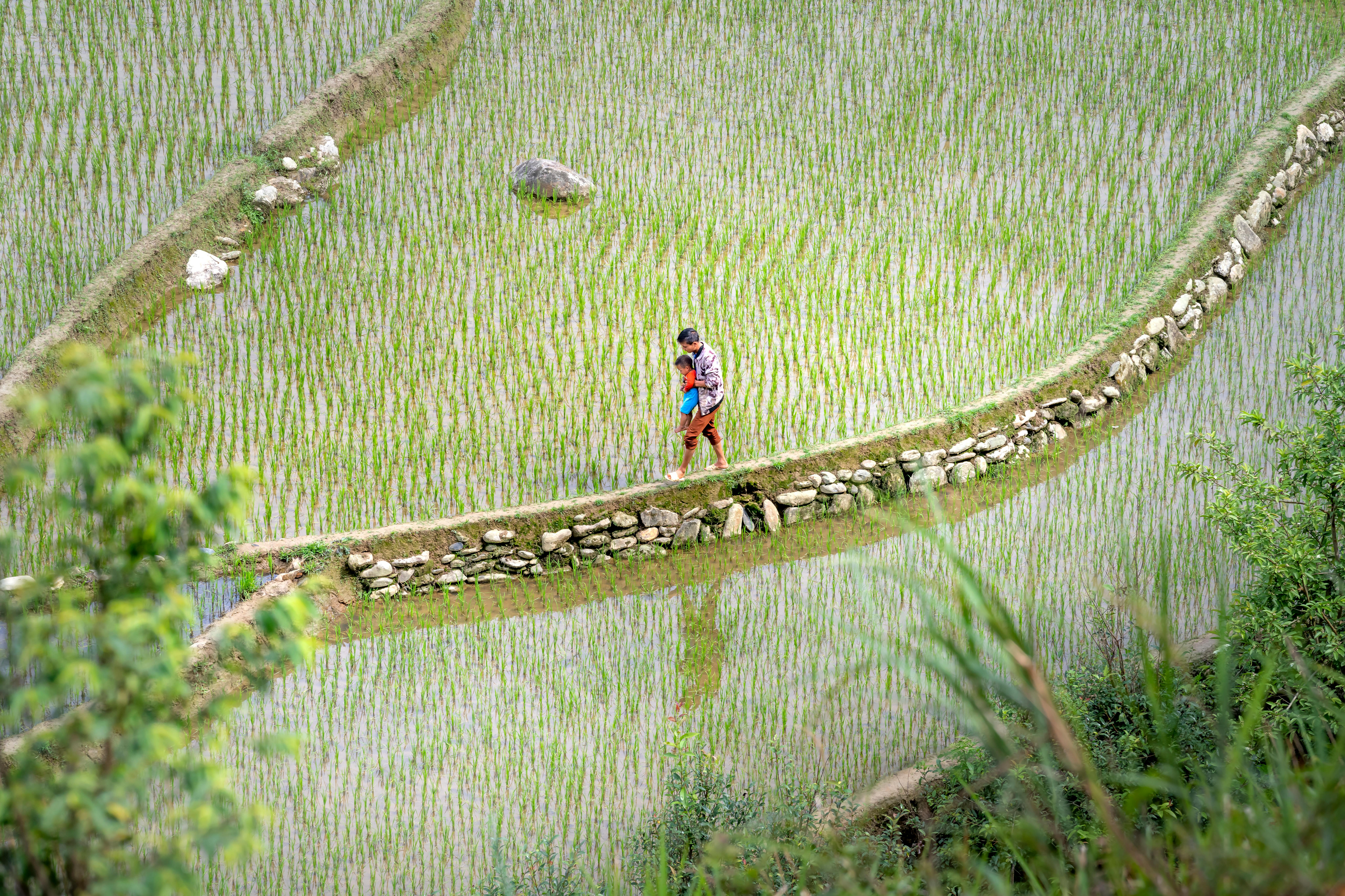 田野散步的黃金光影