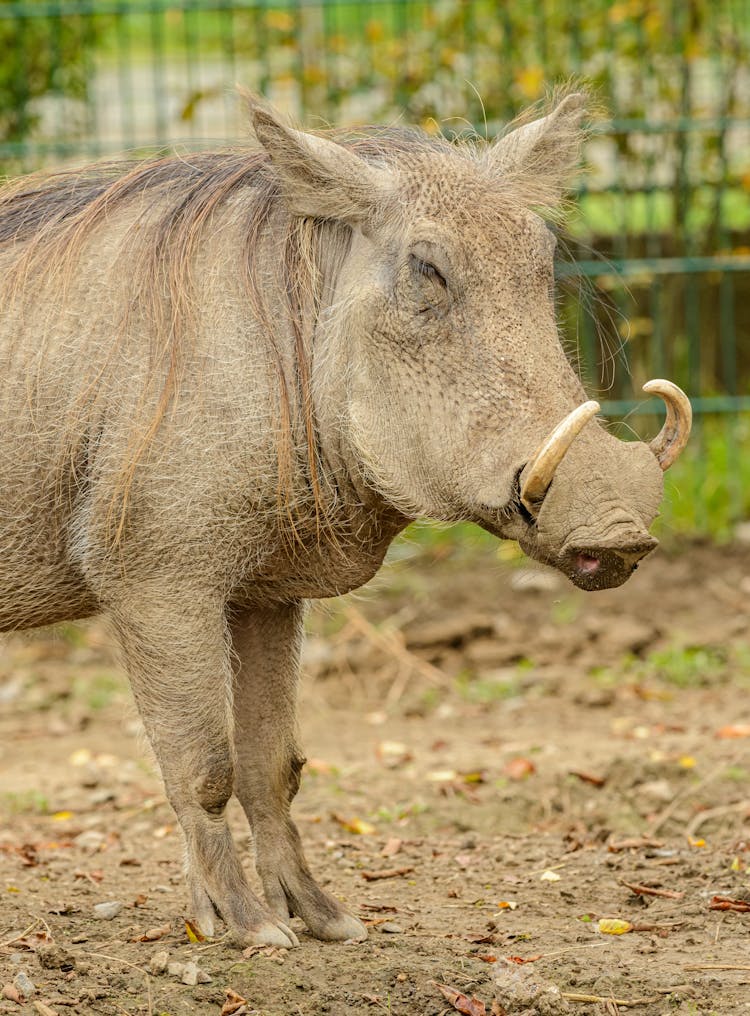 Close-Up Of A Warthog