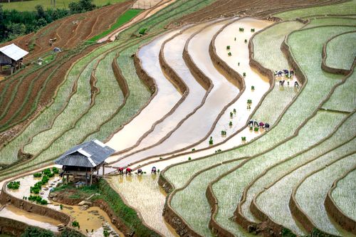 Free Drone captures stunning terraced rice paddies with farmers working in lush countryside. Stock Photo