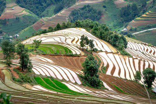 Free A breathtaking aerial view of lush rice terraces in a vibrant countryside setting. Stock Photo