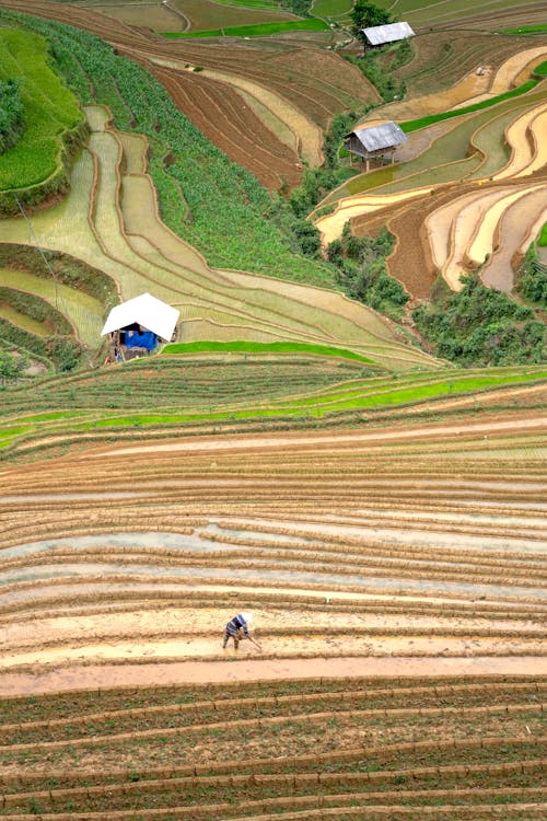 Foto d'estoc gratuïta de a l'aire lliure, agrícola, camps de cultiu