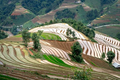 Free Breathtaking aerial shot of lush rice terraces in Vietnam's countryside. Stock Photo